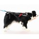 Postroj freemotion Non stop Dogwear