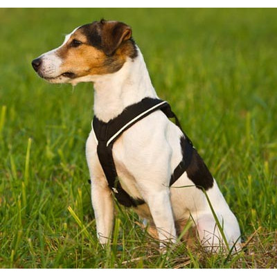 Non-stop Dogwear Line Harness 5.0 | Univerzální postroj pro psy